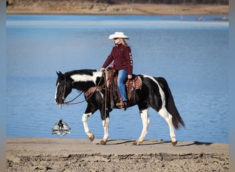 Quarter horse américain, Hongre, 10 Ans, Tobiano-toutes couleurs