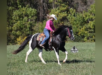 Quarter horse américain, Hongre, 10 Ans, Tobiano-toutes couleurs