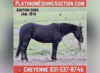 Quarter horse américain, Hongre, 11 Ans, 135 cm, Noir