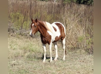 Quarter horse américain, Hongre, 11 Ans, 142 cm, Tobiano-toutes couleurs