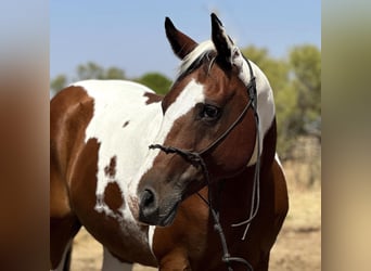 Quarter horse américain, Hongre, 11 Ans, 145 cm, Tobiano-toutes couleurs