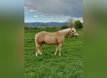 Quarter horse américain, Hongre, 11 Ans, 146 cm, Palomino