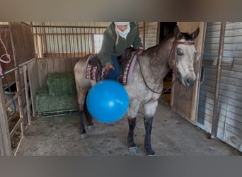 Quarter horse américain, Hongre, 11 Ans, 147 cm, Buckskin