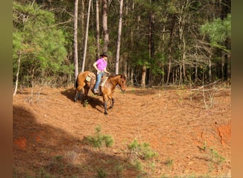 Quarter horse américain, Hongre, 11 Ans, 147 cm, Isabelle