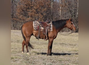 Quarter horse américain, Hongre, 11 Ans, 147 cm, Isabelle