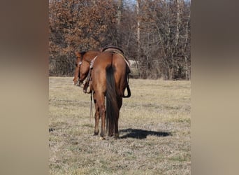 Quarter horse américain, Hongre, 11 Ans, 147 cm, Isabelle