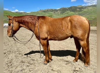 Quarter horse américain, Hongre, 11 Ans, 147 cm, Isabelle
