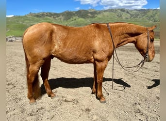 Quarter horse américain, Hongre, 11 Ans, 147 cm, Isabelle