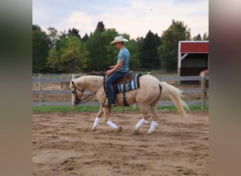 Quarter horse américain, Hongre, 11 Ans, 147 cm, Palomino