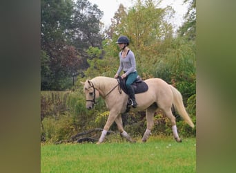 Quarter horse américain, Hongre, 11 Ans, 147 cm, Palomino