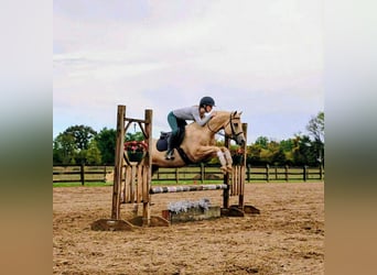 Quarter horse américain, Hongre, 11 Ans, 147 cm, Palomino