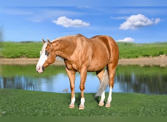 Quarter horse américain, Hongre, 11 Ans, 147 cm, Palomino