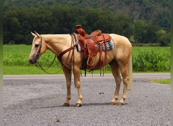 Quarter horse américain, Hongre, 11 Ans, 147 cm, Palomino