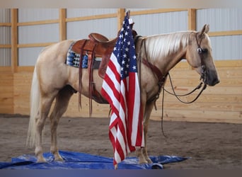 Quarter horse américain, Hongre, 11 Ans, 147 cm, Palomino