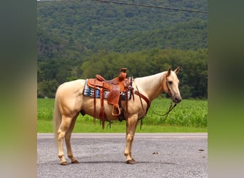 Quarter horse américain, Hongre, 11 Ans, 147 cm, Palomino