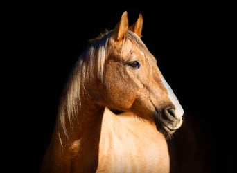 Quarter horse américain, Hongre, 11 Ans, 147 cm, Palomino