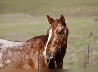 Quarter horse américain, Hongre, 11 Ans, 147 cm, Rouan Rouge