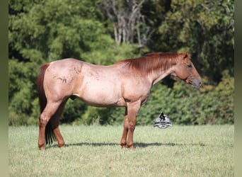 Quarter horse américain, Hongre, 11 Ans, 147 cm, Rouan Rouge