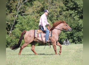 Quarter horse américain, Hongre, 11 Ans, 147 cm, Rouan Rouge