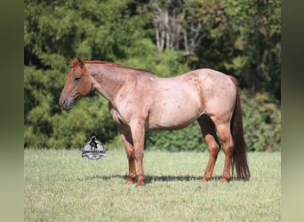 Quarter horse américain, Hongre, 11 Ans, 147 cm, Rouan Rouge