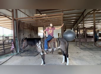 Quarter horse américain, Hongre, 11 Ans, 147 cm, Tobiano-toutes couleurs