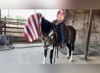 Quarter horse américain, Hongre, 11 Ans, 147 cm, Tobiano-toutes couleurs