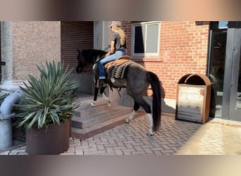 Quarter horse américain, Hongre, 11 Ans, 147 cm, Tobiano-toutes couleurs