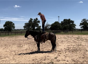 Quarter horse américain, Hongre, 11 Ans, 147 cm, Tobiano-toutes couleurs