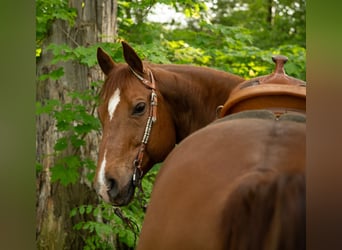 Quarter horse américain, Hongre, 11 Ans, 148 cm, Alezan brûlé