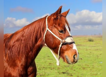 Quarter horse américain, Hongre, 11 Ans, 150 cm, Alezan brûlé