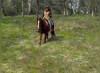 Quarter horse américain, Hongre, 11 Ans, 150 cm, Alezan brûlé