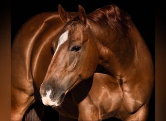 Quarter horse américain, Hongre, 11 Ans, 150 cm, Alezan cuivré