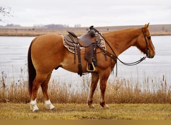 Quarter horse américain, Hongre, 11 Ans, 150 cm, Alezan dun