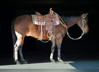 Quarter horse américain, Hongre, 11 Ans, 150 cm, Bai cerise