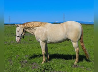 Quarter horse américain, Hongre, 11 Ans, 150 cm, Champagne