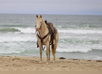 Quarter horse américain, Hongre, 11 Ans, 150 cm, Cremello