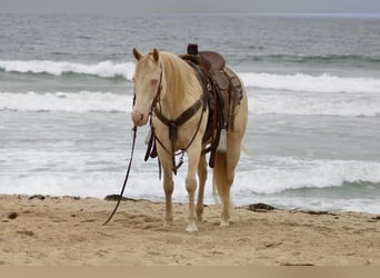 Quarter horse américain, Hongre, 11 Ans, 150 cm, Cremello