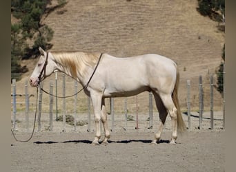 Quarter horse américain, Hongre, 11 Ans, 150 cm, Cremello
