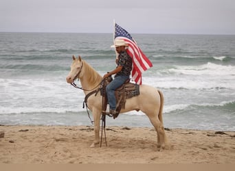 Quarter horse américain, Hongre, 11 Ans, 150 cm, Cremello
