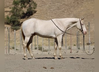 Quarter horse américain, Hongre, 11 Ans, 150 cm, Cremello