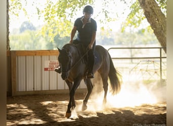 Quarter horse américain, Hongre, 11 Ans, 150 cm, Grullo
