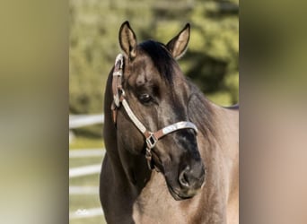 Quarter horse américain, Hongre, 11 Ans, 150 cm, Grullo