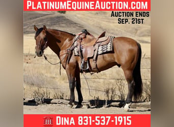 Quarter horse américain, Hongre, 11 Ans, 150 cm, Isabelle