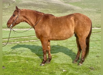 Quarter horse américain, Hongre, 11 Ans, 150 cm, Isabelle