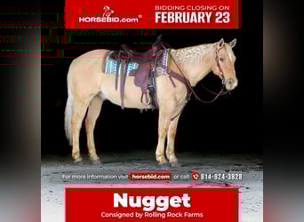 Quarter horse américain, Hongre, 11 Ans, 150 cm, Palomino