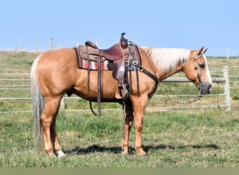 Quarter horse américain, Hongre, 11 Ans, 150 cm, Palomino