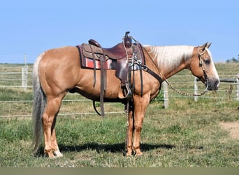 Quarter horse américain, Hongre, 11 Ans, 150 cm, Palomino