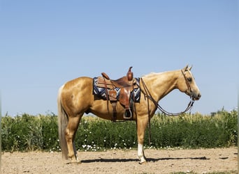Quarter horse américain, Hongre, 11 Ans, 150 cm, Palomino