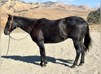 Quarter horse américain, Hongre, 11 Ans, 150 cm, Rouan Bleu