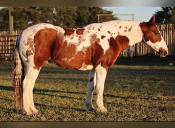 Quarter horse américain, Hongre, 11 Ans, 150 cm, Tobiano-toutes couleurs